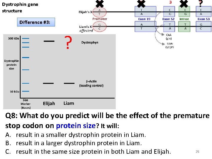 Dystrophin gene structure Difference #3: ? Q 8: What do you predict will be