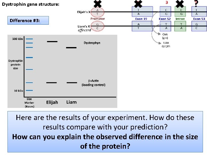 Dystrophin gene structure: Difference #3: Here are the results of your experiment. How do