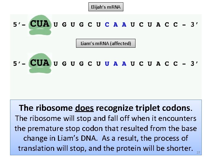 Elijah’s m. RNA Liam’s m. RNA (affected) The ribosome does recognize triplet codons. The