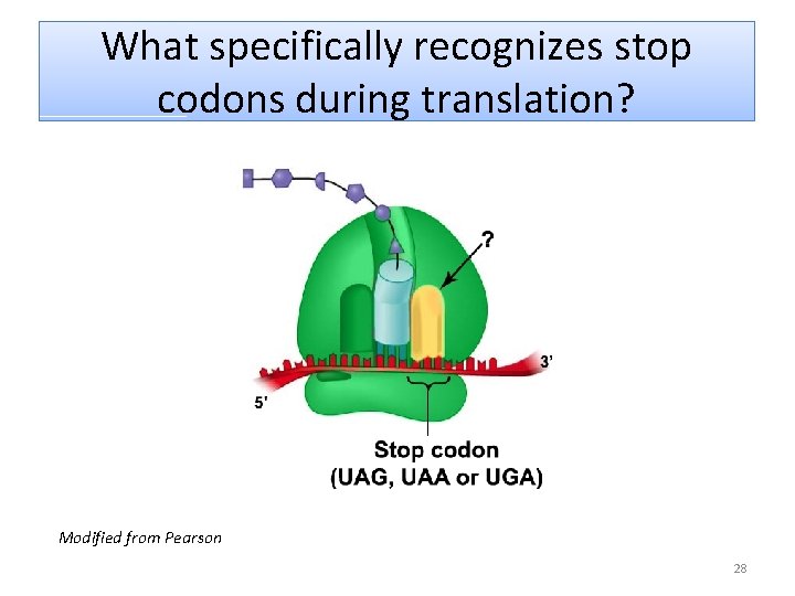 What specifically recognizes stop codons during translation? Modified from Pearson 28 