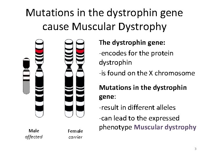 Mutations in the dystrophin gene cause Muscular Dystrophy The dystrophin gene: -encodes for the