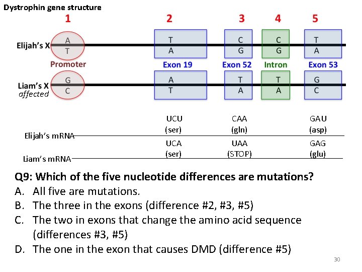 Dystrophin gene structure affected Elijah’s m. RNA Liam’s m. RNA UCU (ser) UCA (ser)