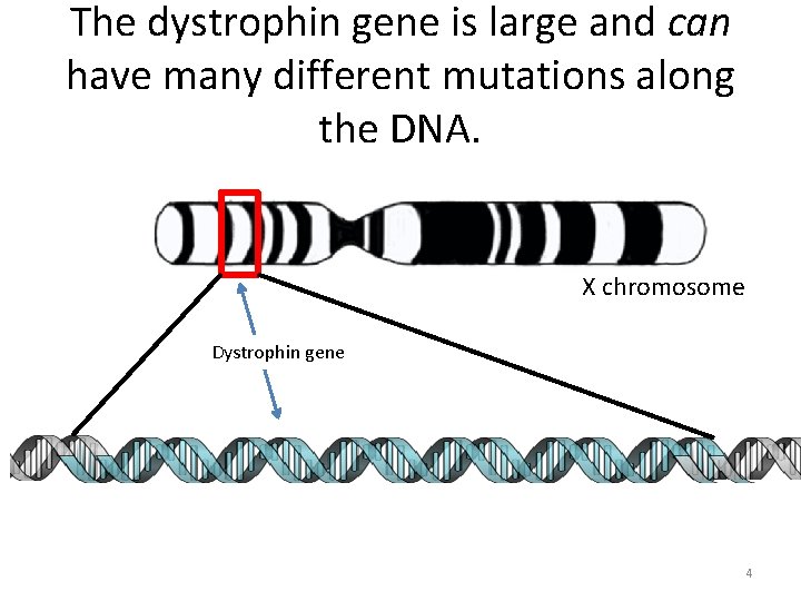 The dystrophin gene is large and can have many different mutations along the DNA.