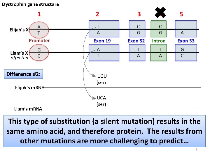 Dystrophin gene structure ✖ affected Difference #2: Elijah’s m. RNA Liam’s m. RNA UCU