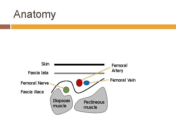 Anatomy Skin Femoral Artery Fascia lata Femoral Vein Femoral Nerve Fascia iliaca Iliopsoas muscle