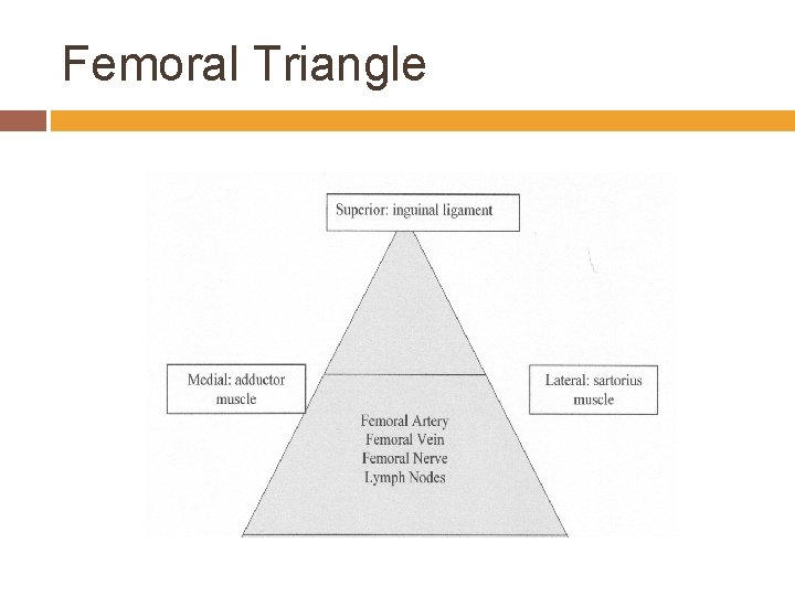 Femoral Triangle 