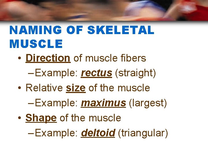 NAMING OF SKELETAL MUSCLE • Direction of muscle fibers – Example: rectus (straight) •