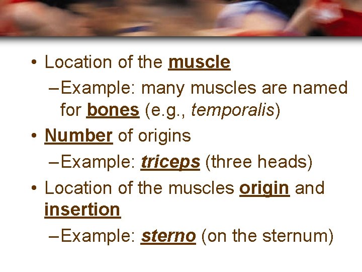  • Location of the muscle – Example: many muscles are named for bones