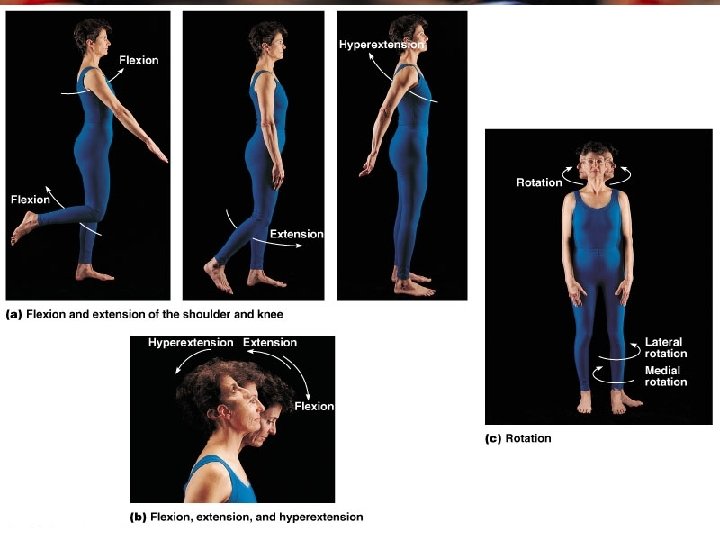 movement of a bone or limb toward the midline of the body