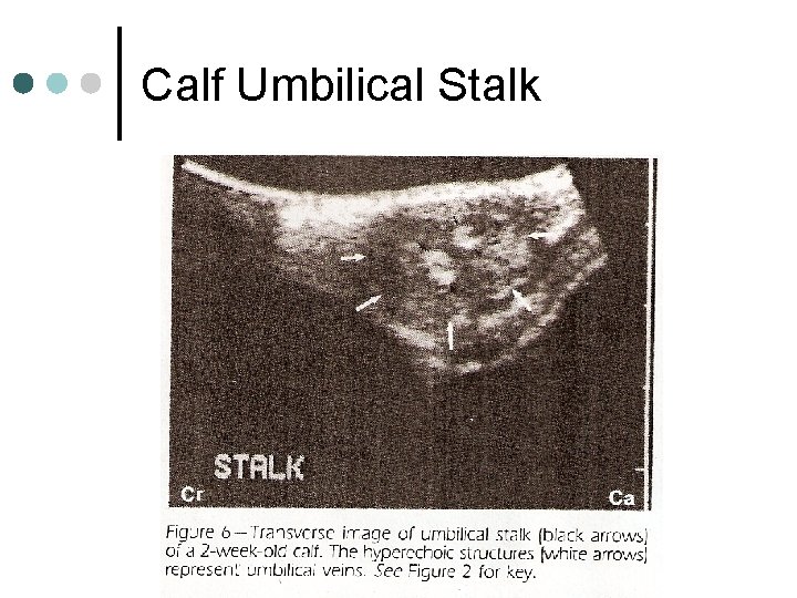 Calf Umbilical Stalk 