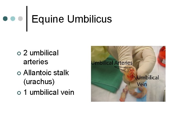 Equine Umbilicus 2 umbilical arteries ¢ Allantoic stalk (urachus) ¢ 1 umbilical vein ¢