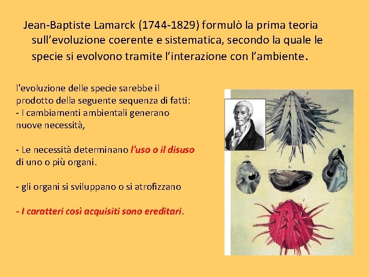 Jean-Baptiste Lamarck (1744 -1829) formulò la prima teoria sull’evoluzione coerente e sistematica, secondo la