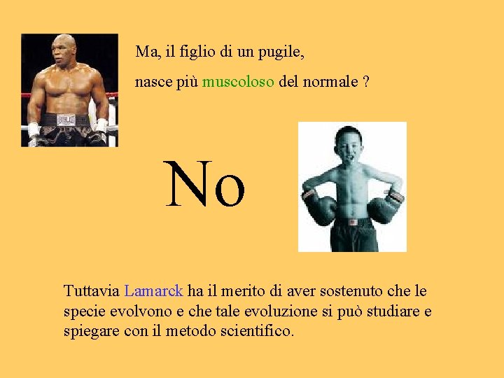 Ma, il figlio di un pugile, nasce più muscoloso del normale ? No Tuttavia