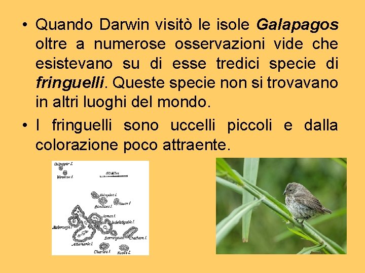  • Quando Darwin visitò le isole Galapagos oltre a numerose osservazioni vide che