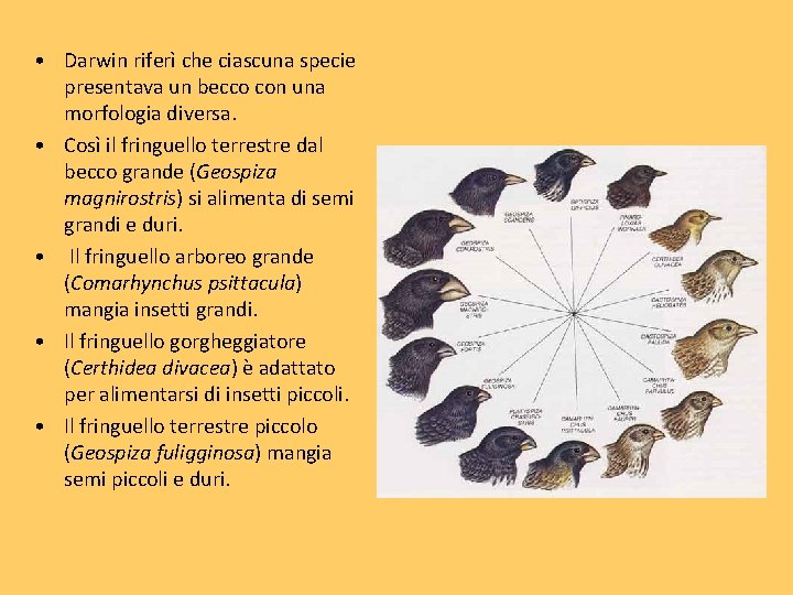  • Darwin riferì che ciascuna specie presentava un becco con una morfologia diversa.