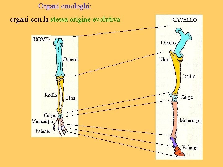 Organi omologhi: organi con la stessa origine evolutiva 