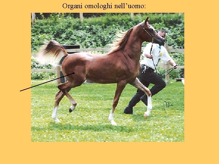 Organi omologhi nell’uomo: 