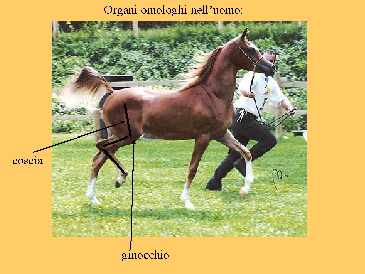 Organi omologhi nell’uomo: coscia ginocchio 