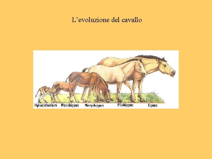 L’evoluzione del cavallo 