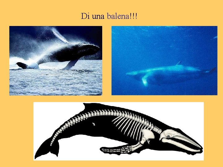 Di una balena!!! 