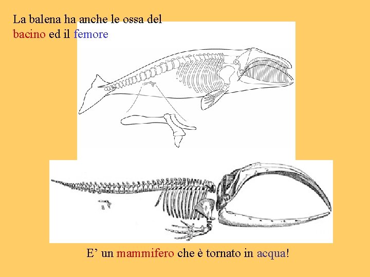 La balena ha anche le ossa del bacino ed il femore E’ un mammifero