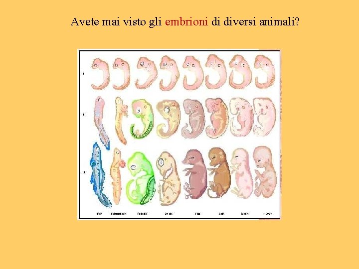Avete mai visto gli embrioni di diversi animali? 