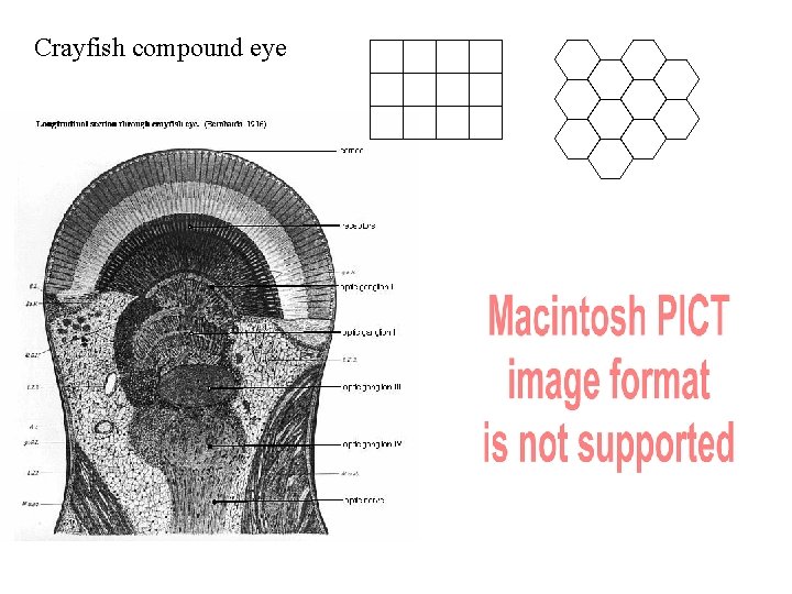 Crayfish compound eye 