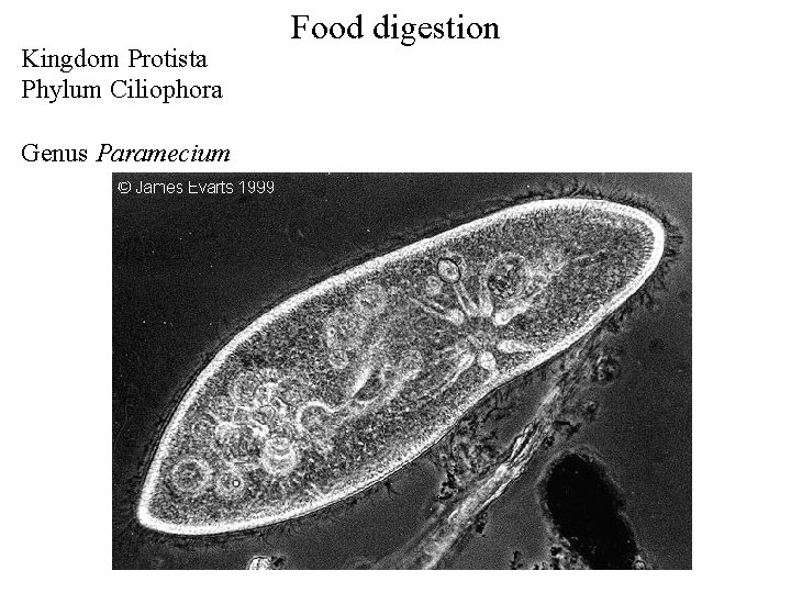 Kingdom Protista Phylum Ciliophora Genus Paramecium Food digestion 
