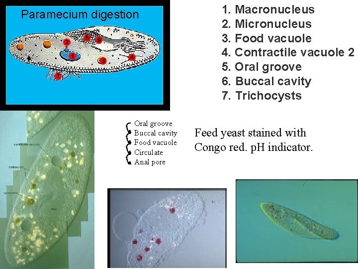 Paramecium digestion Oral groove Buccal cavity Food vacuole Circulate Anal pore 1. Macronucleus 2.