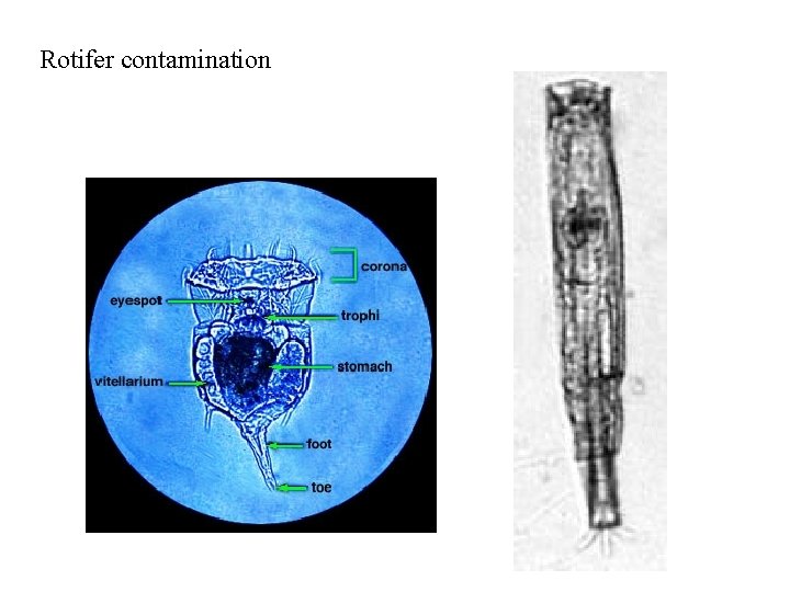 Rotifer contamination 