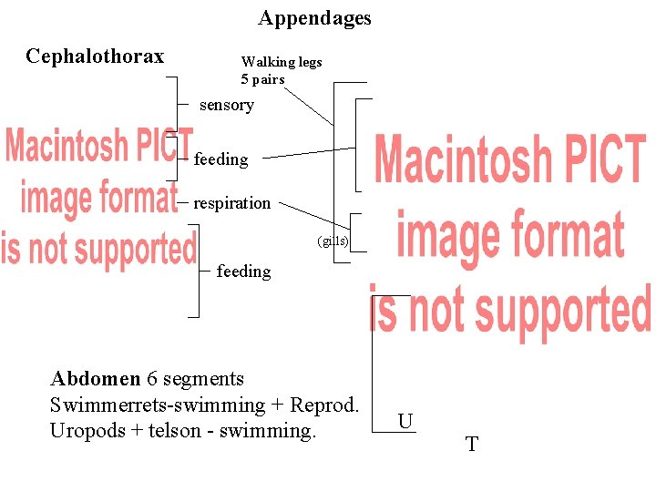 Appendages Cephalothorax Walking legs 5 pairs sensory feeding respiration (gills) feeding Abdomen 6 segments