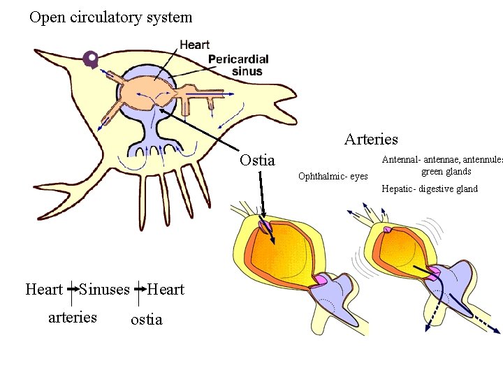 Open circulatory system Arteries Ostia Ophthalmic- eyes Antennal- antennae, antennules green glands Hepatic- digestive