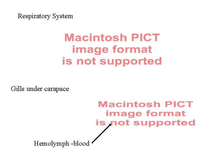 Respiratory System Gills under carapace Hemolymph -blood 