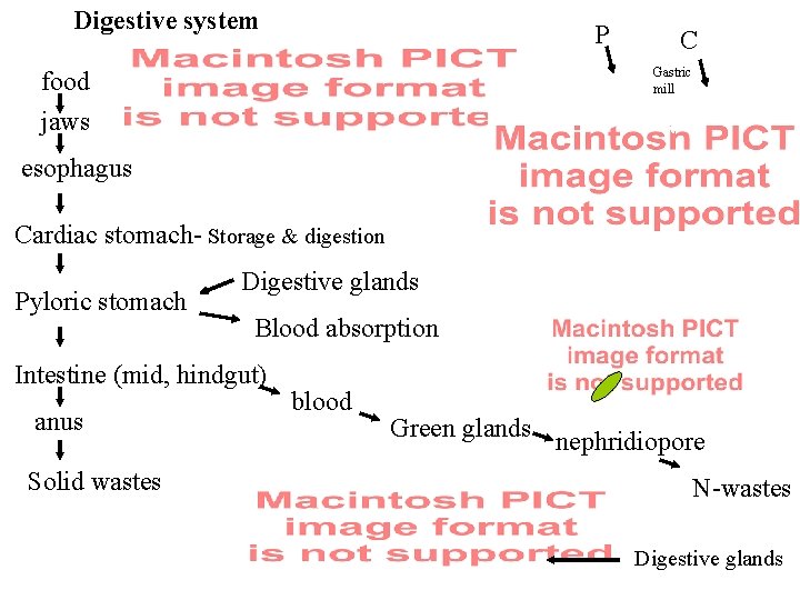 Digestive system P C Gastric mill food jaws esophagus Cardiac stomach- Storage & digestion