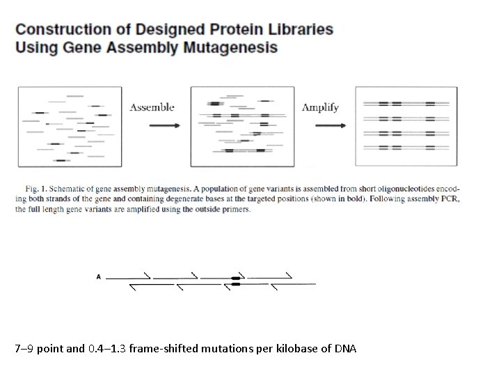 7– 9 point and 0. 4– 1. 3 frame-shifted mutations per kilobase of DNA