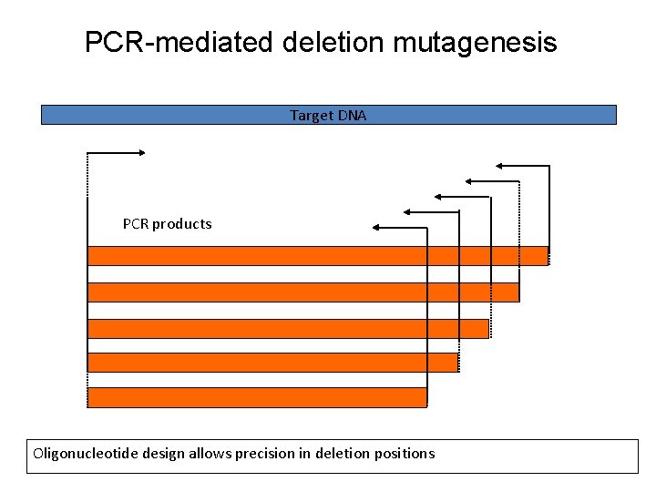 PCR-mediated deletion mutagenesis Target DNA PCR products Oligonucleotide design allows precision in deletion positions