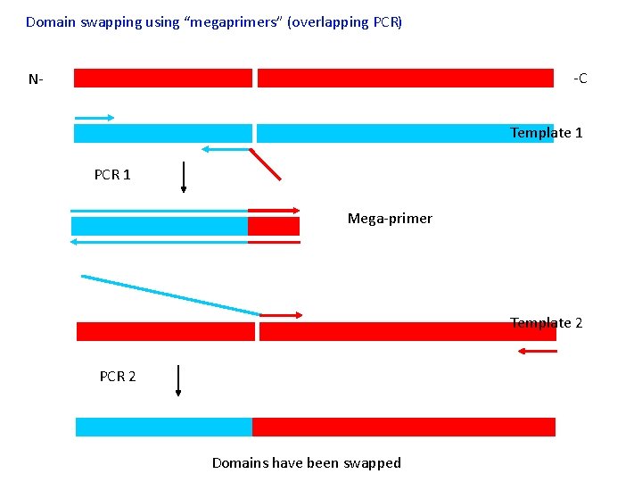 Domain swapping using “megaprimers” (overlapping PCR) -C N- Template 1 PCR 1 Mega-primer Template