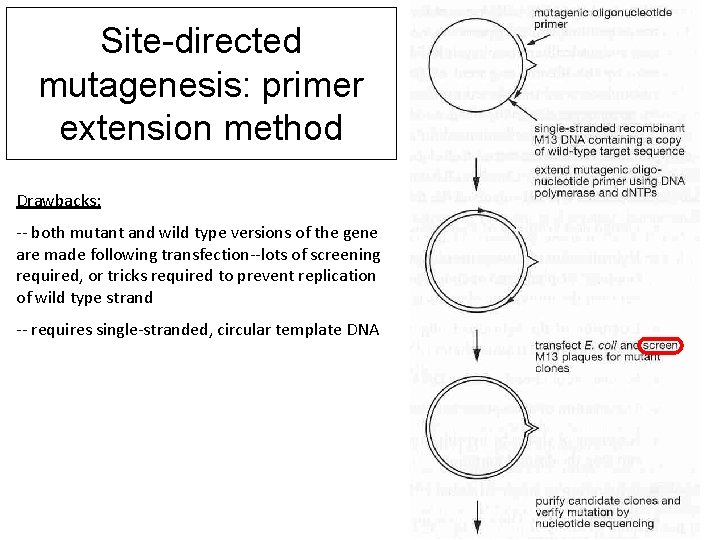 Site-directed mutagenesis: primer extension method Drawbacks: -- both mutant and wild type versions of