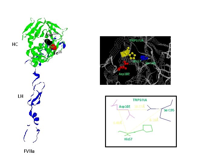 Asp 194 TRIPSINA HC Ile 16 His 57 Ser 195 Asp 102 LH TRIPSINA