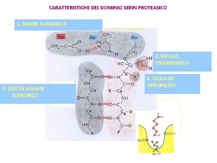 CARATTERISTICHE DEL DOMINIO SERIN PROTEASICO 1. TRIADE CATALITICA 2. INCAVO OSSIANIONICO 3. SITO DI