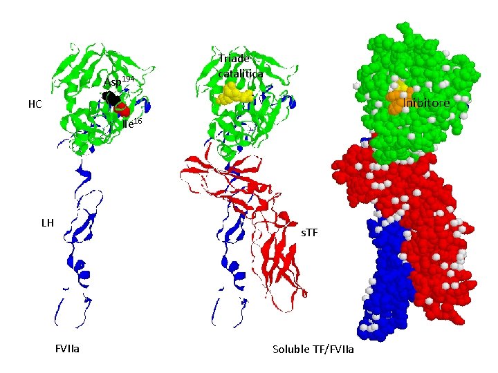 Asp 194 Triade catalitica Inibitore HC Ile 16 LH s. TF FVIIa Soluble TF/FVIIa