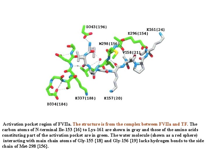 Activation pocket region of FVIIa. The structure is from the complex between FVIIa and