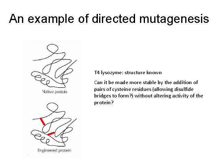 An example of directed mutagenesis T 4 lysozyme: structure known Can it be made