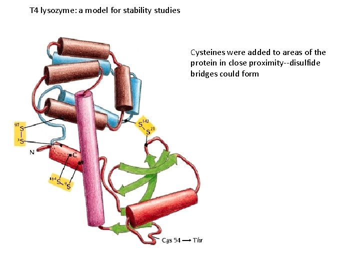 T 4 lysozyme: a model for stability studies Cysteines were added to areas of