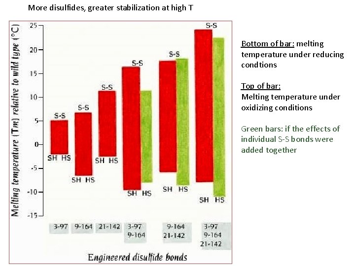 More disulfides, greater stabilization at high T Bottom of bar: melting temperature under reducing