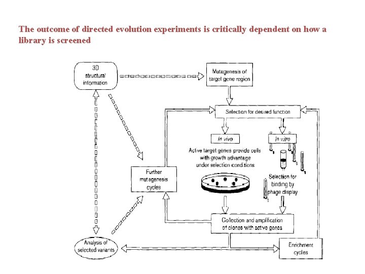 The outcome of directed evolution experiments is critically dependent on how a library is