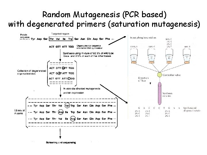Random Mutagenesis (PCR based) with degenerated primers (saturation mutagenesis) 