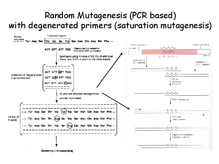 Random Mutagenesis (PCR based) with degenerated primers (saturation mutagenesis) 