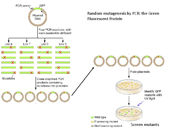 Random mutagenesis by PCR: the Green Fluorescent Protein Screen mutants 