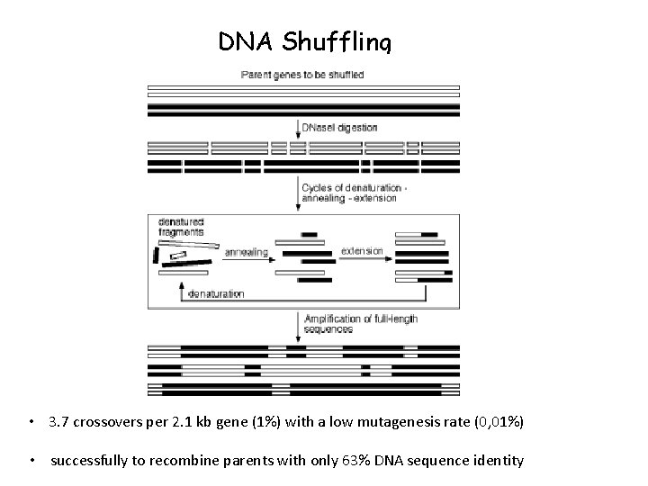 DNA Shuffling • 3. 7 crossovers per 2. 1 kb gene (1%) with a